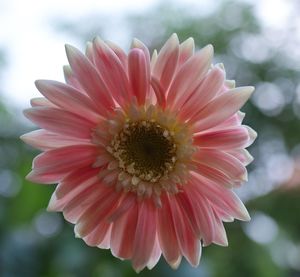 Close-up of pink daisy