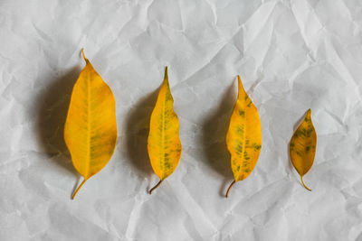 High angle view of yellow leaves against white background