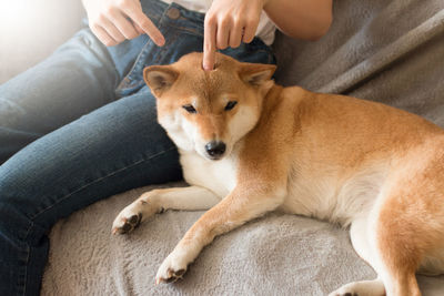 Woman plaing with her cute red shiba inu dog on gray sofa at home