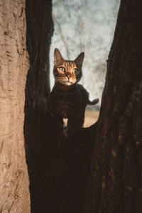 Cat sitting on tree trunk