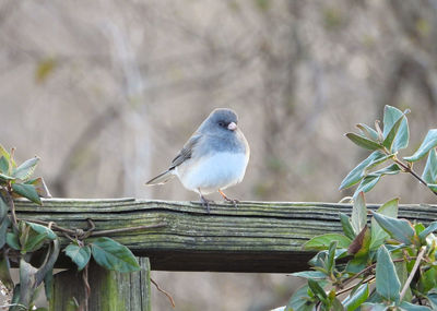 Close-up of bird perching on wood