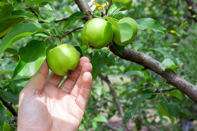 Cropped image of hand touching fruit on branch