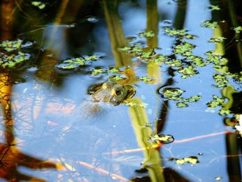 Close-up of turtle swimming in water