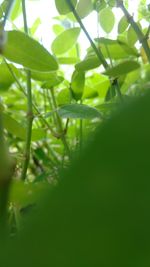 Close-up of fresh green plant