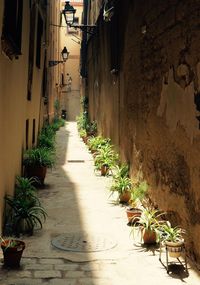 Potted plants in alley