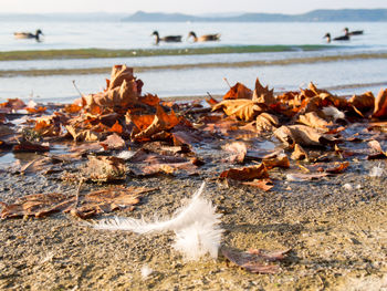 Close-up of autumn leaves on beach