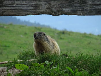 Marmot in a field