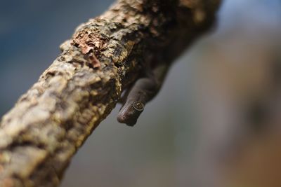 Close-up of lizard on tree trunk