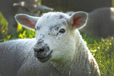 Portrait of new born lamb focusing on head nose and ears in green field 