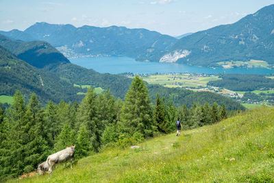 Woman hiking on footpath next to grazing cows, lake wolfgangsee, austria