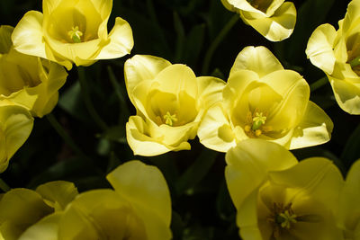 Close-up of yellow flowers blooming outdoors