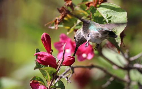 Close-up of hummingbird at red flowering plant