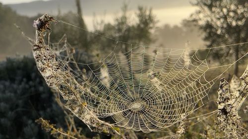 Close-up of spider on web