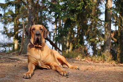 Close-up of a dog