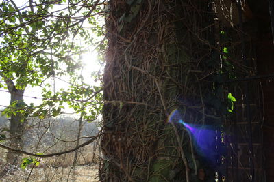 Trees growing by plants