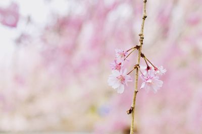 Close-up of pink cherry blossom