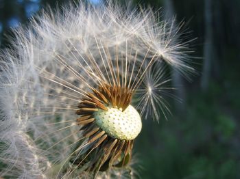 Close-up of dandelion