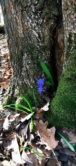 Close-up of plant growing on tree trunk