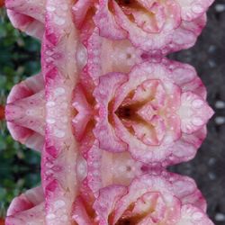 Close-up of wet pink flowers blooming outdoors