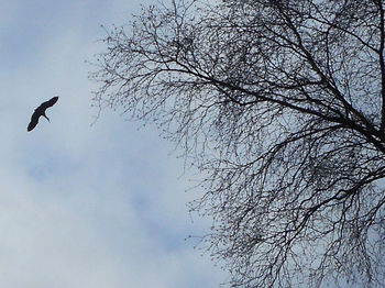 Low angle view of birds on bare tree