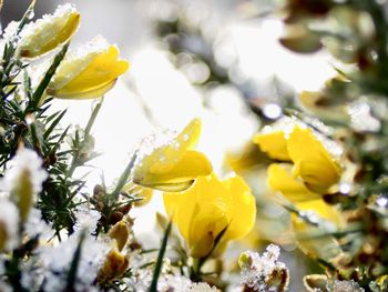 Close-up of wet yellow flowering plant