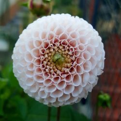 Close-up of dahlia blooming at park