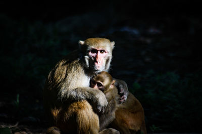 Monkeys sitting outdoors