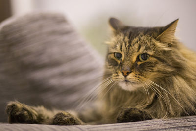 Close-up portrait of a cat looking away