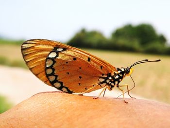 Close-up of butterfly on hand