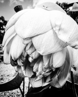 Close-up of white flower