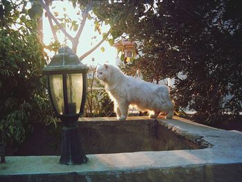 White cat looking up