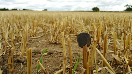 Close-up of crops growing on field