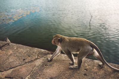 High angle view of monkey by the lake