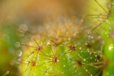 Close-up of wet plant