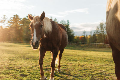 Horse standing in ranch