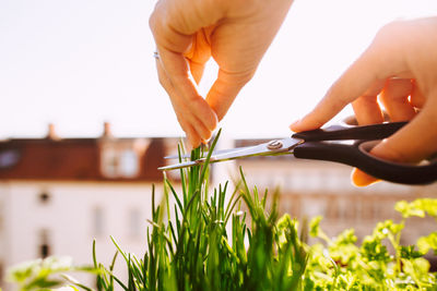 Cropped hands of woman cutting herbs with scissors