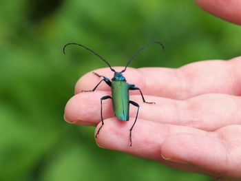 Green soldier beetle