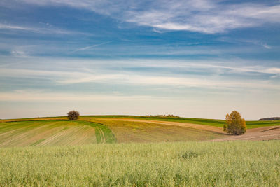 Scenic view of agricultural field against sky