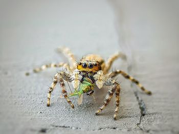 Close-up of spider on table