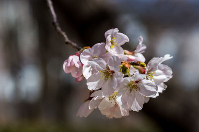 Close-up of cherry blossom