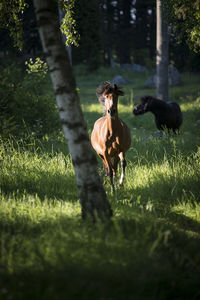 Horses in a field