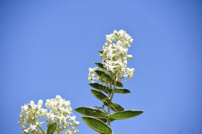 Close-up of white flowering plant against blue sky