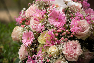 Close-up of pink flowers