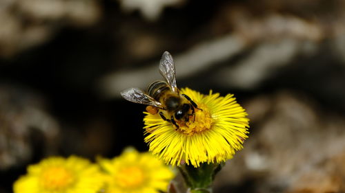 Close-up of bee pollinating on flower