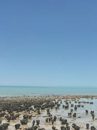 Scenic view of beach against clear blue sky