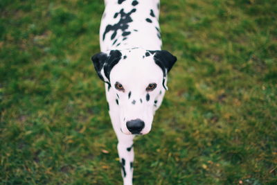 Portrait of black dog on grassy field