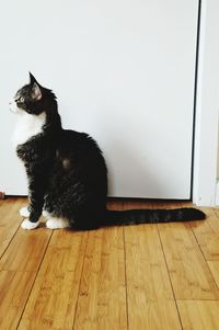 Black cat sitting on floor