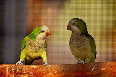 Close-up of pigeons perching in cage