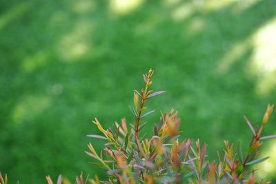 Close-up of flowering plant on field