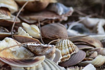 Close-up of shells for sale